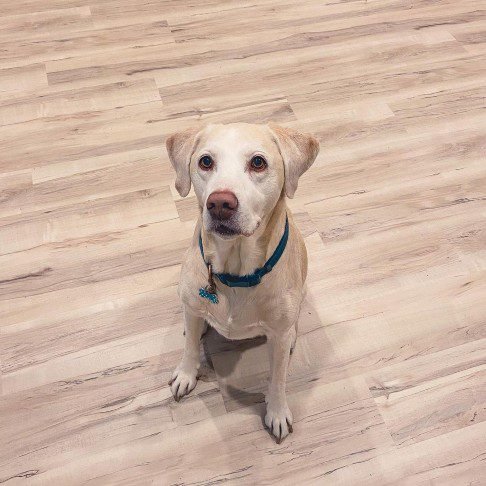 Pisos vinílicos en Bogotá, Cundinamarca para mascotas